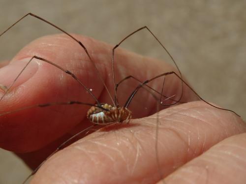 Dasylobus argentatus